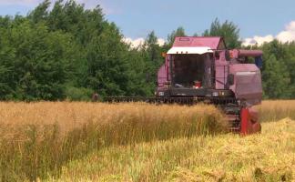 В Витебской области на 13 августа убрано 40,1% площадей посевов зерновых и зернобобовых культур